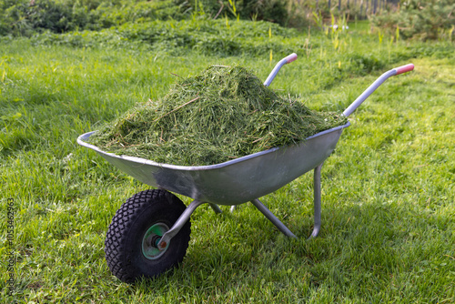A wheelbarrow full of grass clippings.
Lawn mowing process.