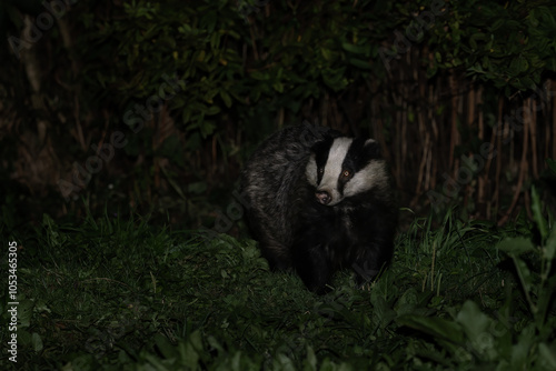 Eurasian Badger - Meles meles, popular beautiful carnivore from European and Asian forests, White Carpathians, Czech Republic.