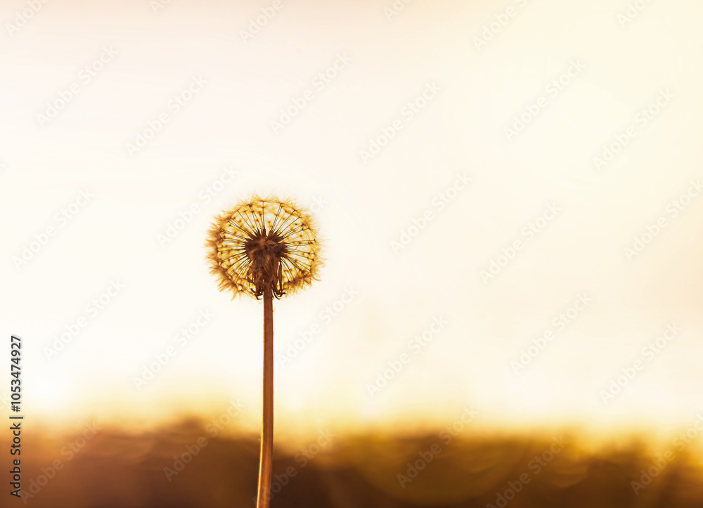 Fototapeta premium A dandelion with the sun behind it. Close Up of a beautiful common dandelion 