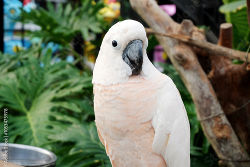 Cute White Cockatoo Standing on Tree Branch at The Zoo