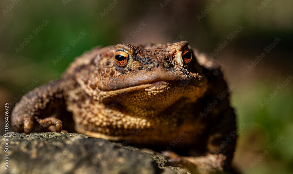 Naklejka premium Erdkröte auf Stein sitzend