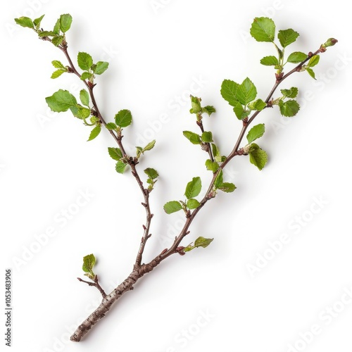 A branch with green leaves and buds on a white background