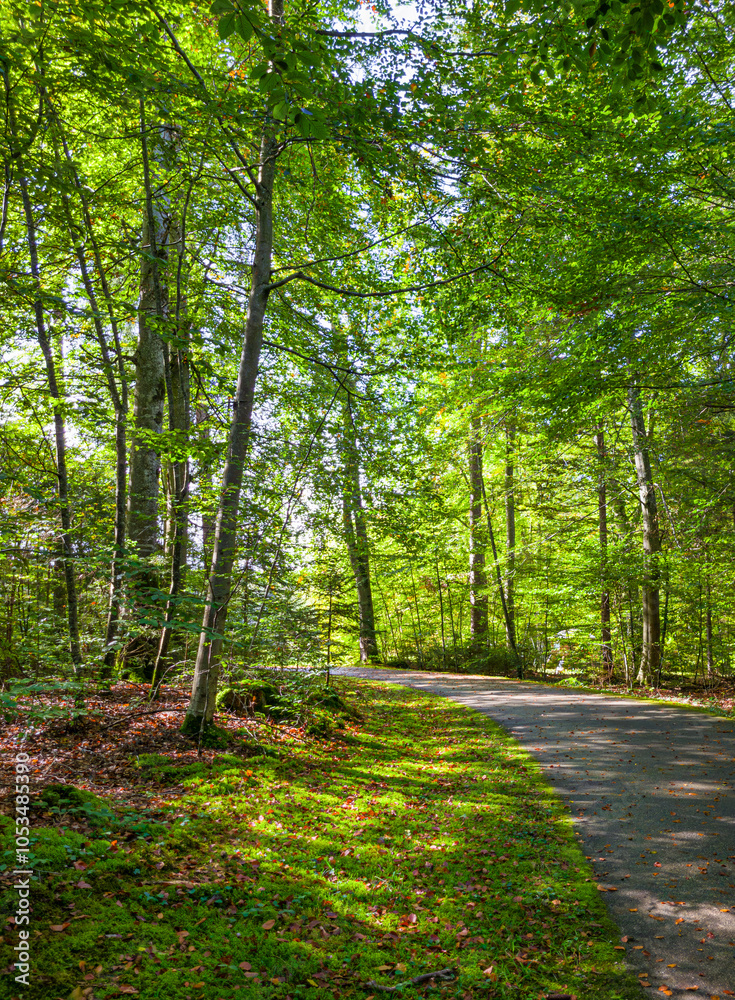 Fototapeta premium Wanderweg durch einen Sonnendurchfluteten Buchenwald mit grünen Blättern, Bernried, Bayern, Deutschland