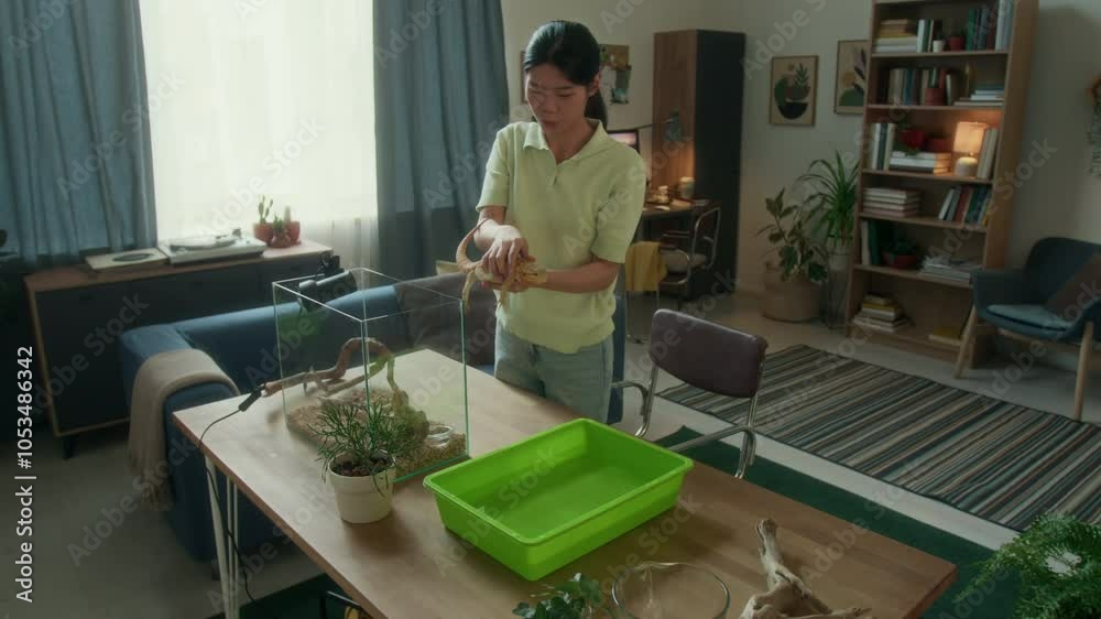 Medium full shot of laughing young Chinese girl picking up pet bearded dragon from terrarium and placing into container filled with water for bathing, reptile struggling and trying to escape Medium full shot of laughing young Chinese girl picking up pet bearded dragon from terrarium and placing into container filled with water for bathing, reptile struggling and trying to escape