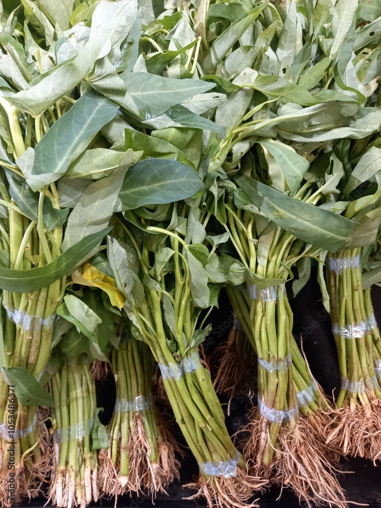 Obraz premium Spinach