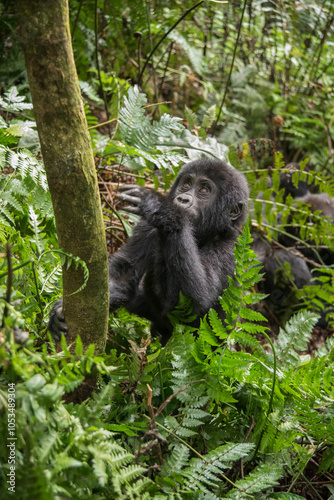 The mountain gorilla (Gorilla beringei beringei) is a subspecies of eastern gorilla. This is the second largest primate in the world photo