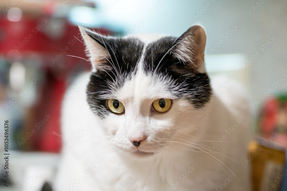 A black and white domestic cat is sitting comfortably on a kitchen counter