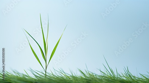 A minimalist composition featuring a single, elegant blade of grass standing tall against a blurred background, capturing the beauty in simplicity. photo