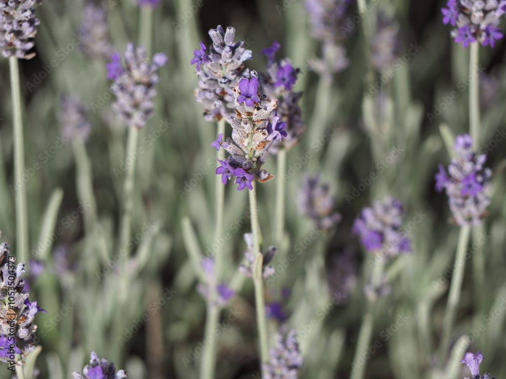Obraz premium Fiori di Lavanda Campo Calabria
