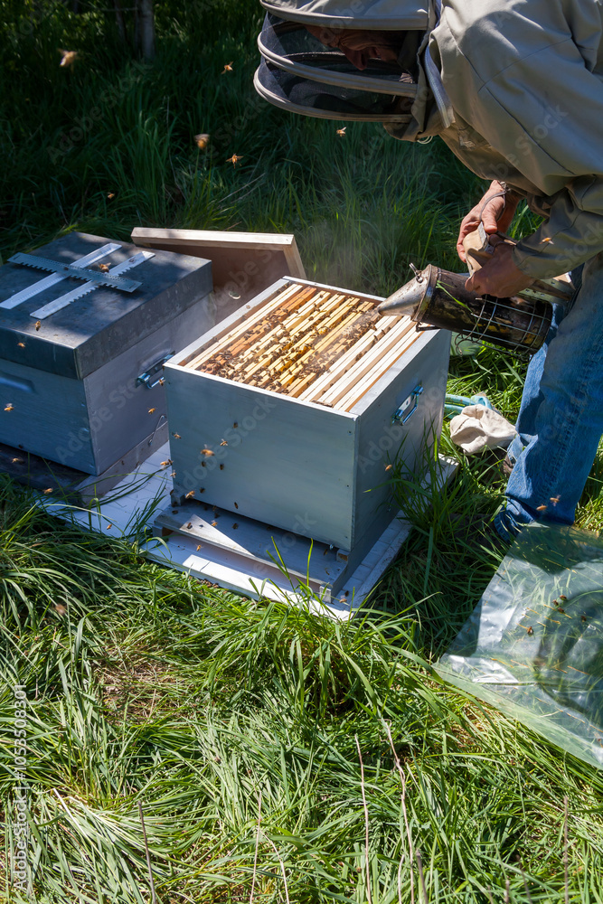 Apiculture - Apiculteur tenant un enfumoir au dessus d'une ruche, lors d'une visite sanitaire et inspection du rucher Apiculture - Apiculteur tenant un enfumoir au dessus d'une ruche, lors d'une visite sanitaire et inspection du rucher