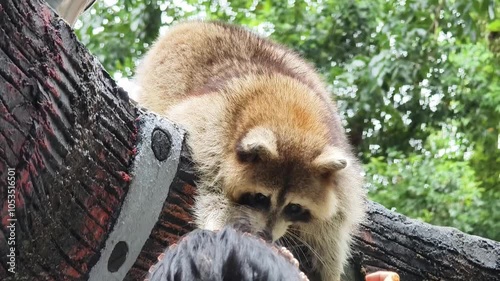 A curious raccoon investigates its lush surroundings 