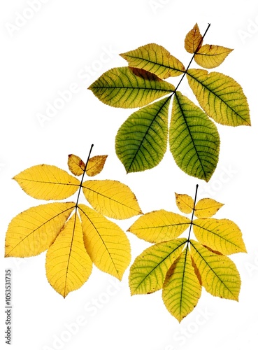 yellow and green foliage of  CARYA CORDIFORMIS tree -  Juglandaceae Family photo