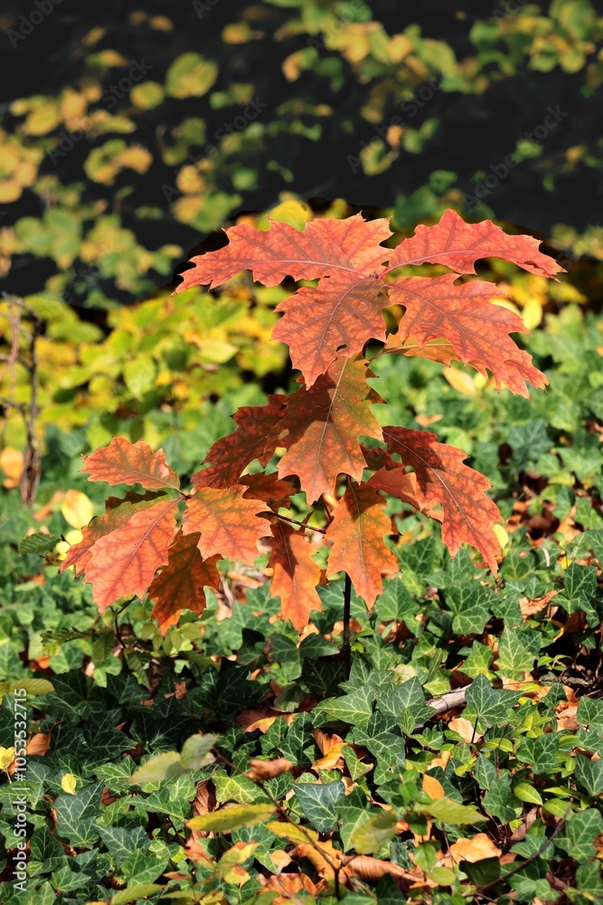 colorful various foliage of trees at autumn scenic colorful various foliage of trees at autumn scenic