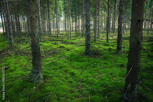 Misty autumn forest. October in misty forest. Poland Europe, Knyszyn Primeval Forest spruce photo