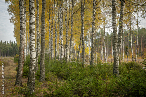october landscape autumn forest. Poland Europe, Knyszyn Primeval Forest, birch trees