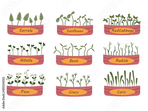 Set of potted microgreens. Growing microgreens at home sprouts. Healthy food. Plants in boxes