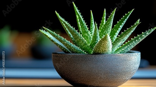 Close-up of an Aloe Vera Plant in a Grey Pot