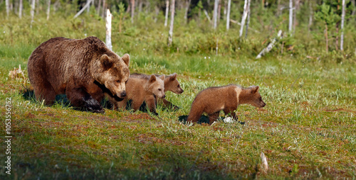 Brown bear family strolling in the taiga forest