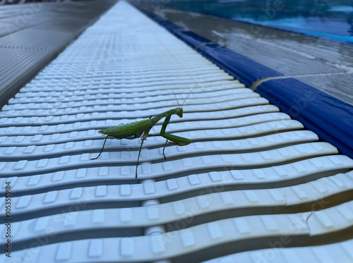 A praying mantis from the Sphondromantis family stands on a plastic part near the water photo