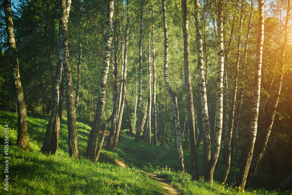 Obraz premium Grove of birches with young green leaves at sunset or sunrise in spring or summer. Vintage film aesthetic.