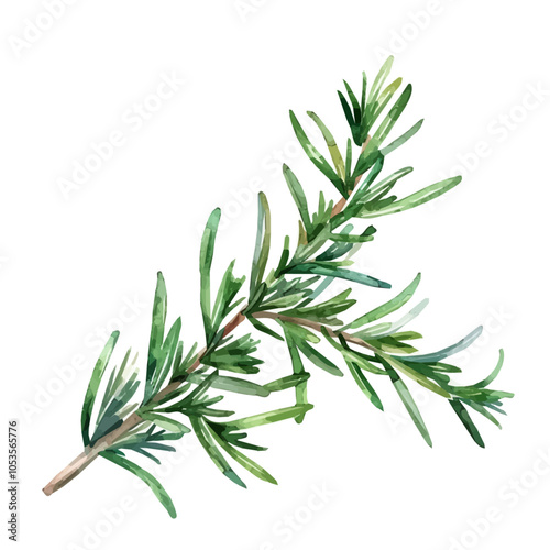 close up big branch of green rosemary with leaves isolated on a white background, rosemary branch in watercolor style, vector illustration