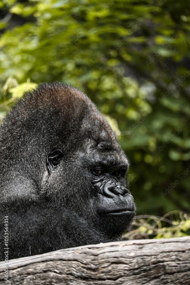 Fototapeta premium gorilla