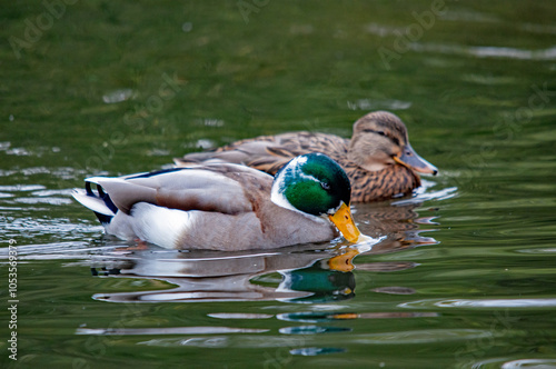Stockentenpaar auf dem Wasser