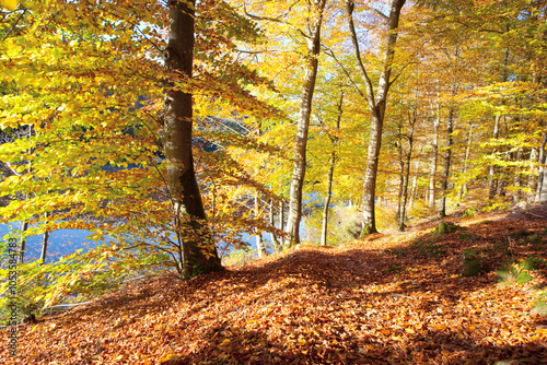 Autumn landscape of sun with autumn trees and lake in soft light.