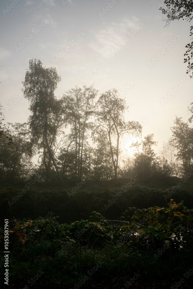 morning in the forest river fog myst pretty autumn morning in the forest river fog myst pretty autumn