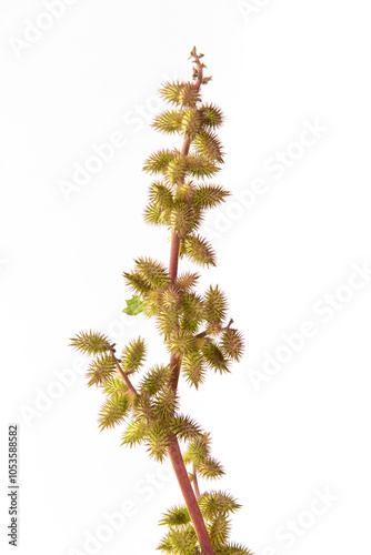 Chinese herb xanthium sibiricum isolated on  white background photo