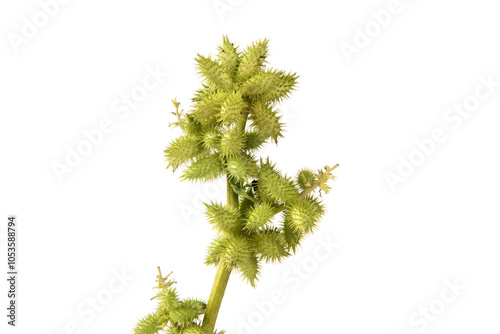 Chinese herb xanthium sibiricum isolated on  white background photo