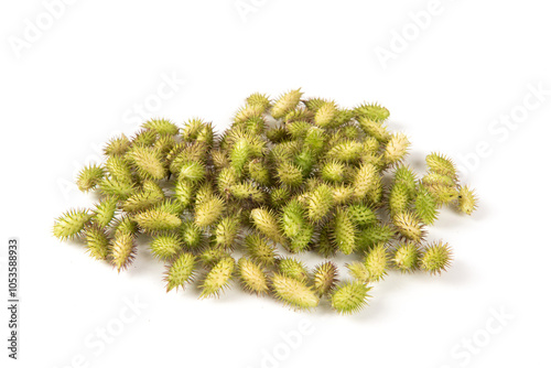 Chinese herb xanthium sibiricum isolated on  white background photo