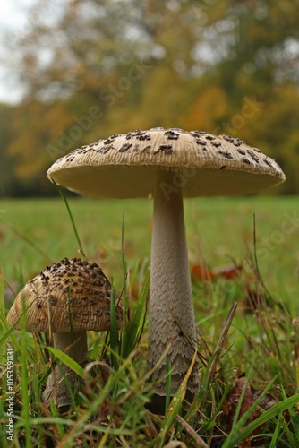 Riesen- oder Doppeltbescheideter Scheidenstreifling (Amanita ceciliae) photo