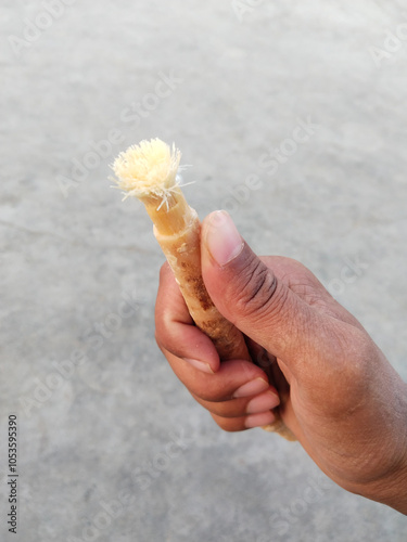The miswak, miswaak, siwak, sewak, Arabic is a teeth cleaning twig made from the Salvadora persica tree. In Pakistan, miswak is known as Kayu Sugi (Malay for chewing stick)