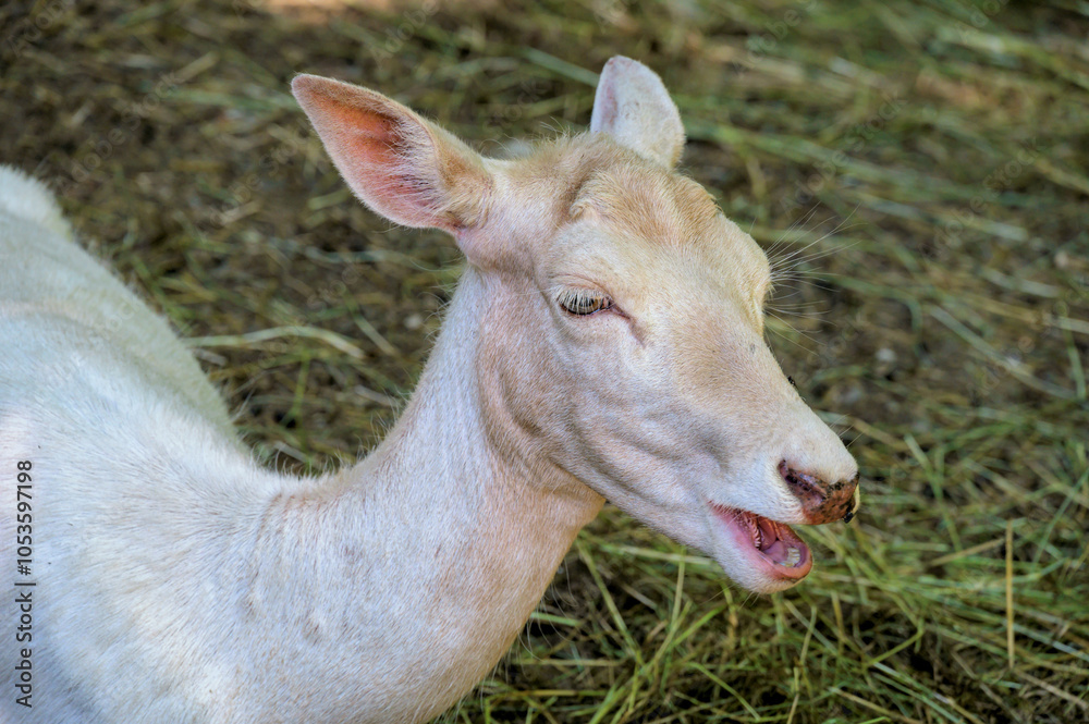 Portrait eines weißen Rehs mit geöffnetem Maul Portrait eines weißen Rehs mit geöffnetem Maul
