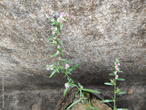 Polygonum aviculare or common knotgrass is a plant related to buckwheat and dock. garden grass