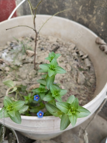 Anagallis arvensis, commonly known as the scarlet pimpernel, red pimpernel, red chickweed, poor man's barometer, poor man's weather-glass,  photo
