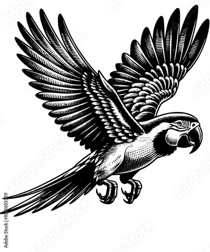 Macaw Flying
