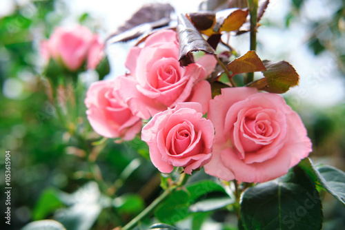 Spray rose growing in the park