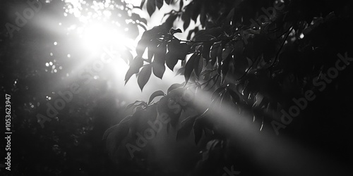 A tree with sunlight shining through its leaves, great for nature and outdoor themed images