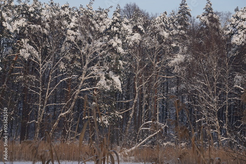 Fototapeta Naklejka Na Ścianę i Meble -  Krajobraz leśny pokryty śniegiem