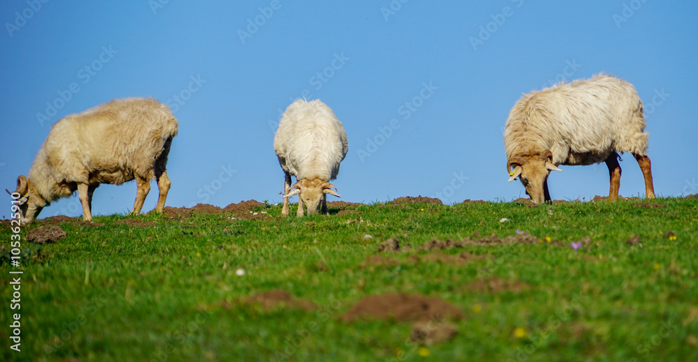 Fototapeta premium Sheep in Covadonga Lakes, Picos de Europa- beautiful spot in Spain, Asturias