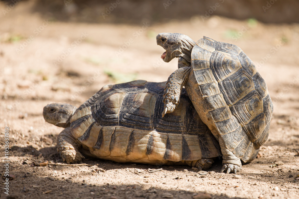 Couple of Mediterranean Tortoises Mating in the Wild