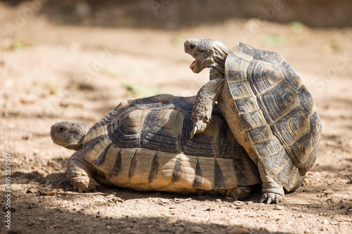 Obraz na płótnie Couple of Mediterranean Tortoises Mating in the Wild w salonie