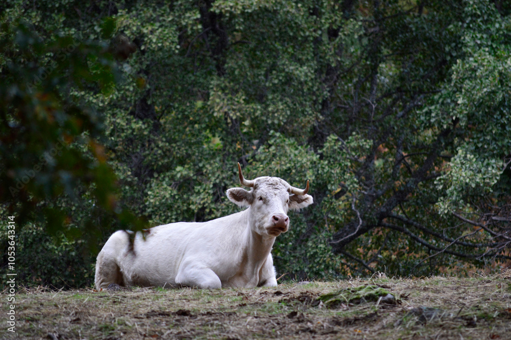Obraz premium vaca de color blanco salvaje en la naturaleza