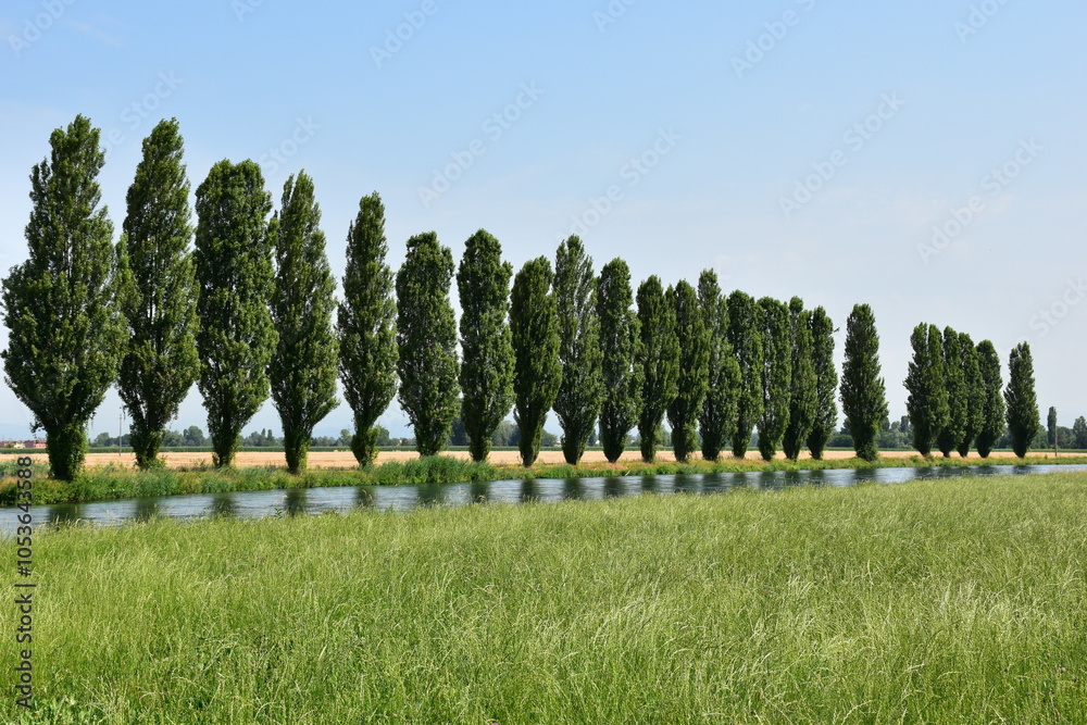 Fototapeta premium landscape with fence and grass