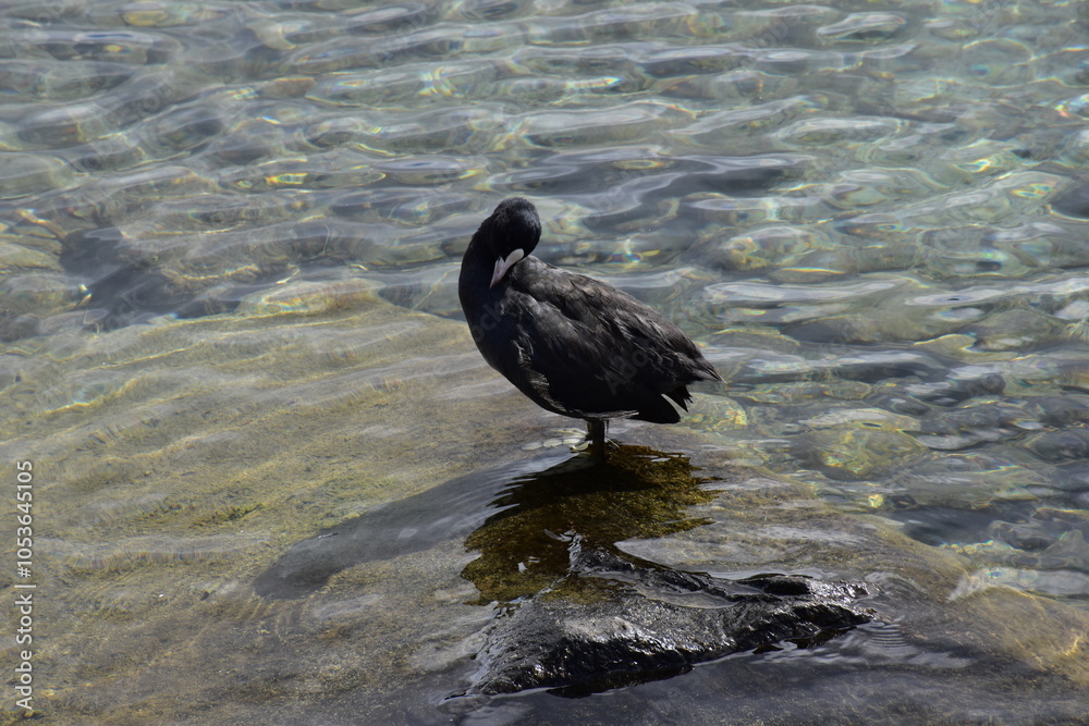 Fototapeta premium duck in the water