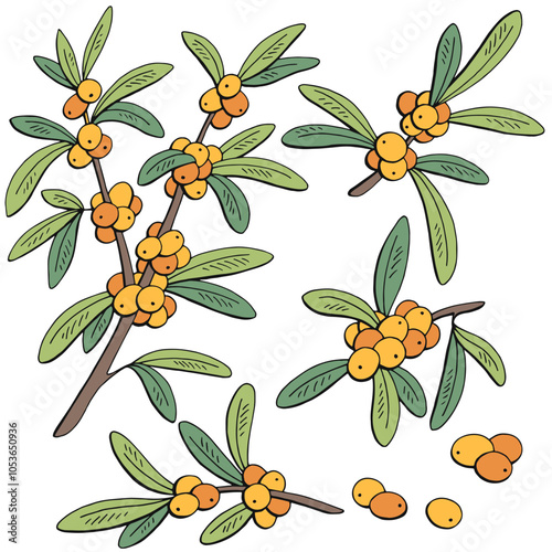 Sea buckthorn berry graphic branch color isolated sketch illustration vector