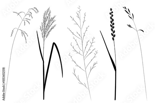 Field and meadow grasses, black outline, template for packaging and product cover. Sketch of medicinal plants flat cartoon drawing.