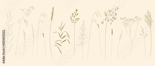 Field and meadow grasses, black outline, template for packaging and product cover. Sketch of medicinal plants flat cartoon drawing.